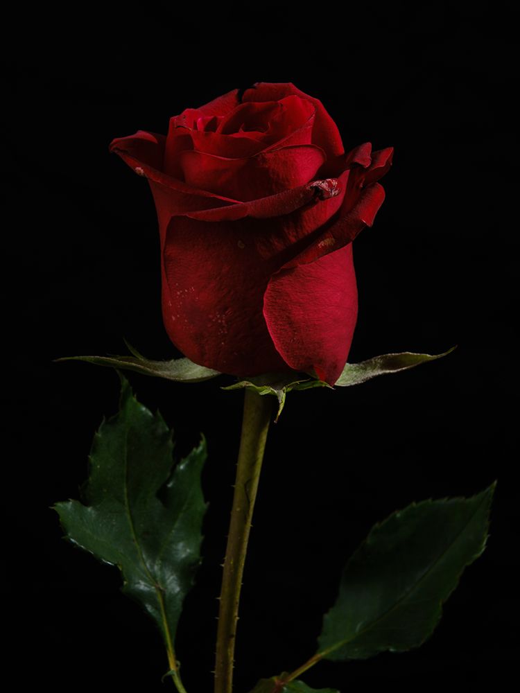 A Beautiful Red Rose art print by Engin Akyurt for $57.95 CAD