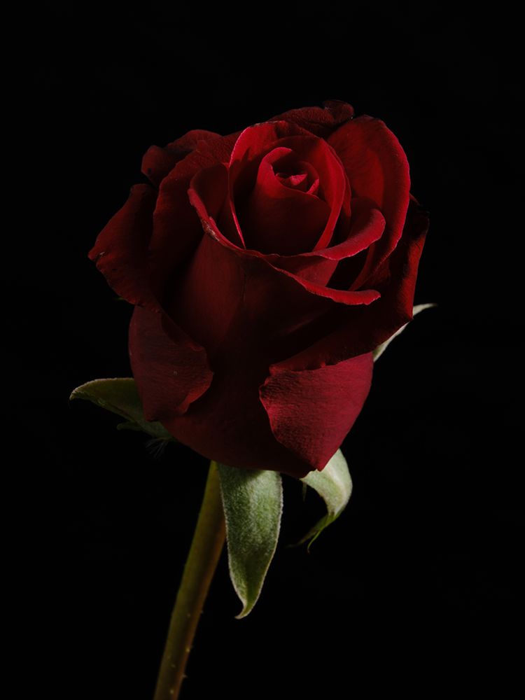A Beautiful Red Rose art print by Engin Akyurt for $57.95 CAD