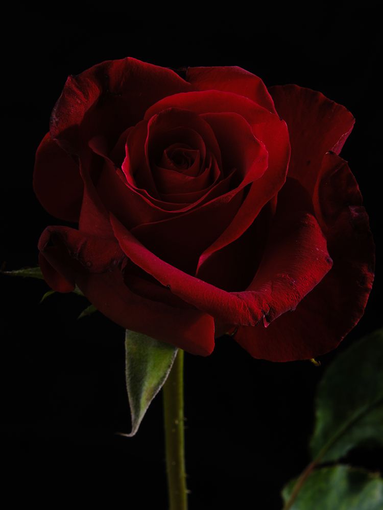 A Beautiful Red Rose art print by Engin Akyurt for $57.95 CAD
