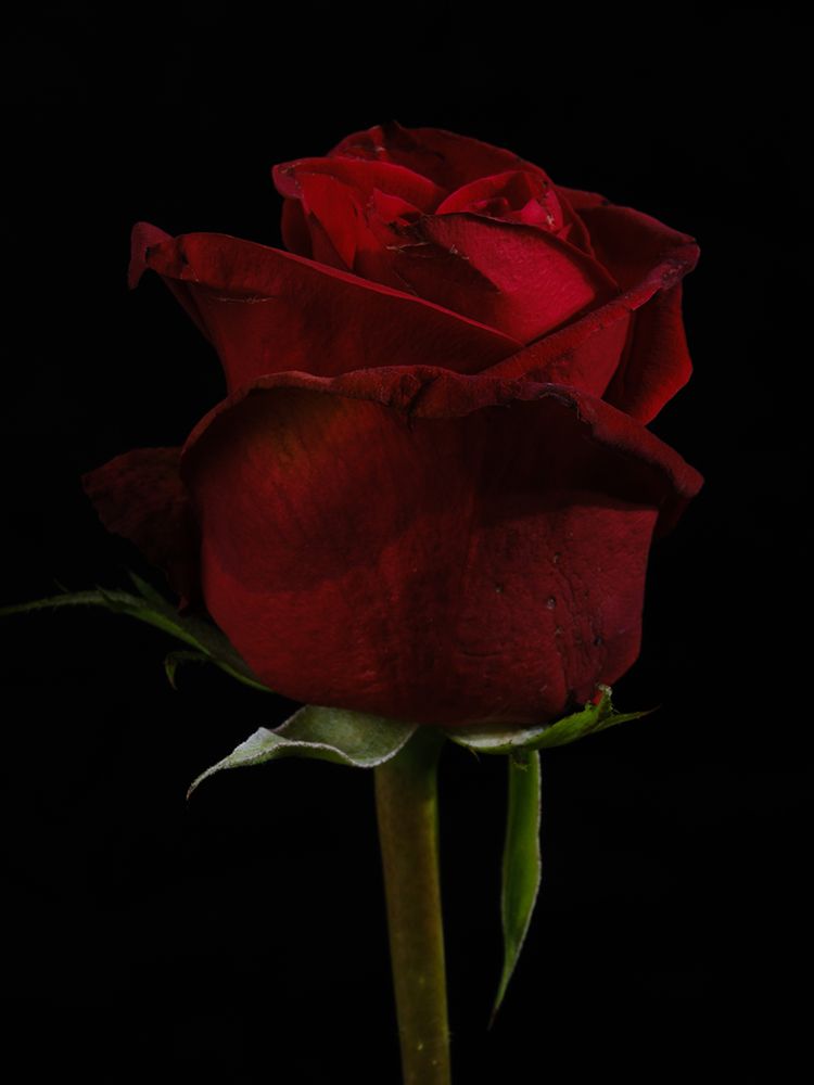 A Beautiful Red Rose art print by Engin Akyurt for $57.95 CAD
