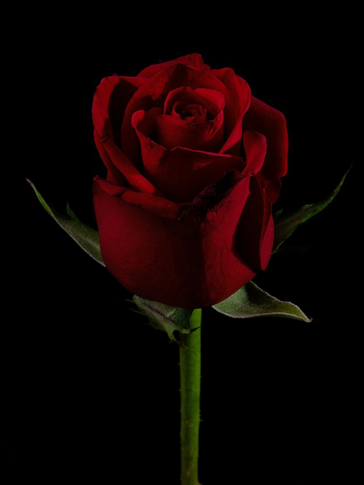 A Beautiful Red Rose art print by Engin Akyurt for $57.95 CAD