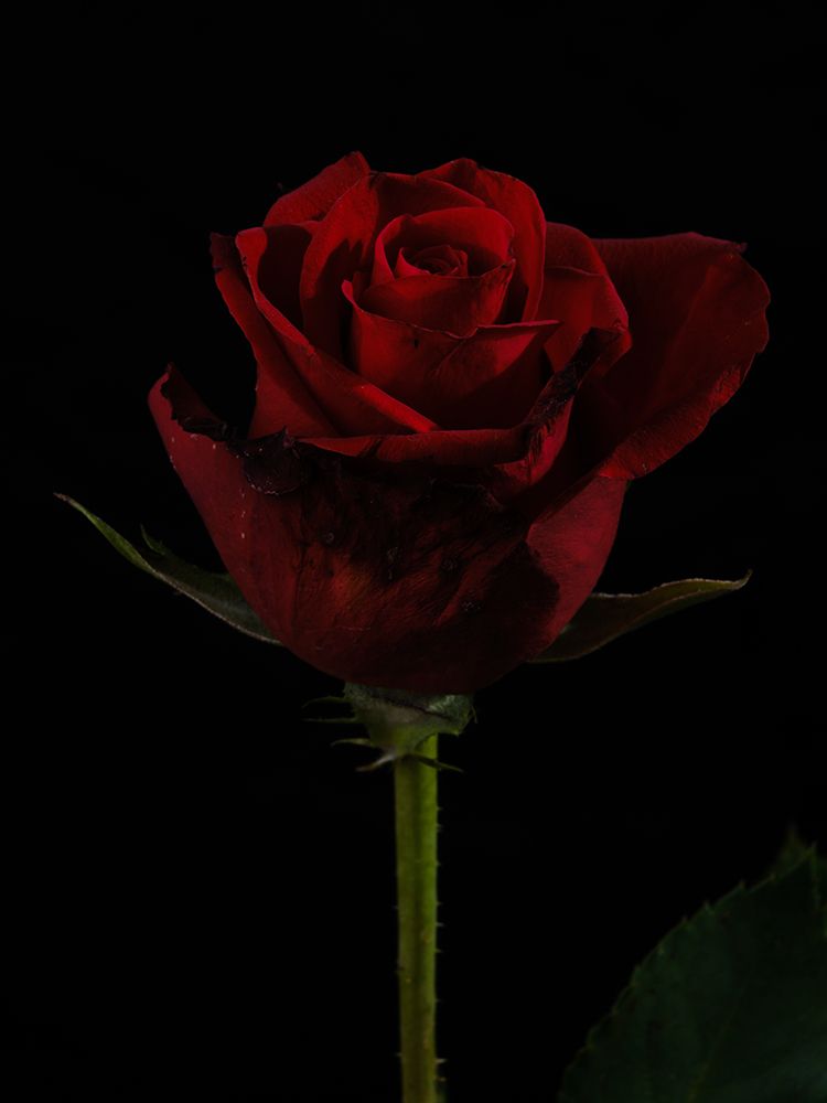 A Beautiful Red Rose art print by Engin Akyurt for $57.95 CAD
