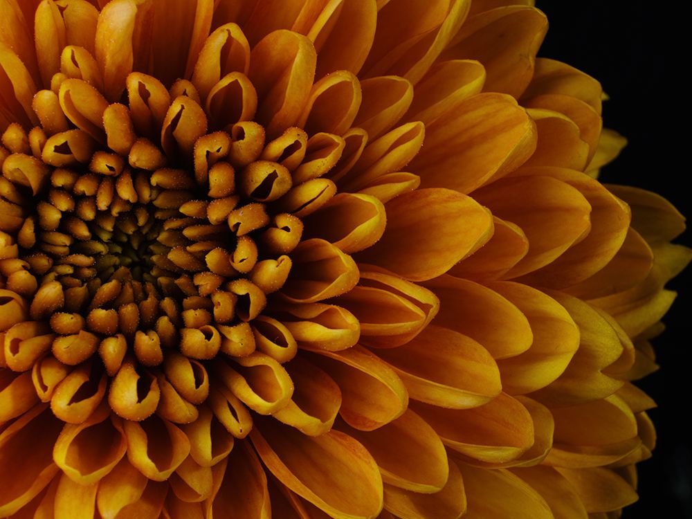 Macro Shot Of A Beautiful Yellow Flower art print by Engin Akyurt for $57.95 CAD