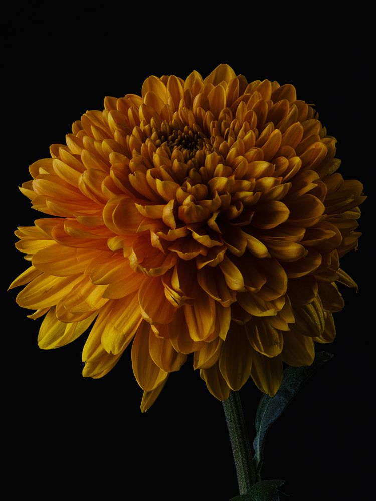 Macro Shot Of A Beautiful Yellow Flower art print by Engin Akyurt for $57.95 CAD