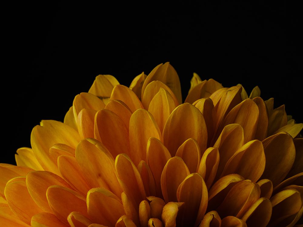 Macro Shot Of A Beautiful Yellow Flower art print by Engin Akyurt for $57.95 CAD