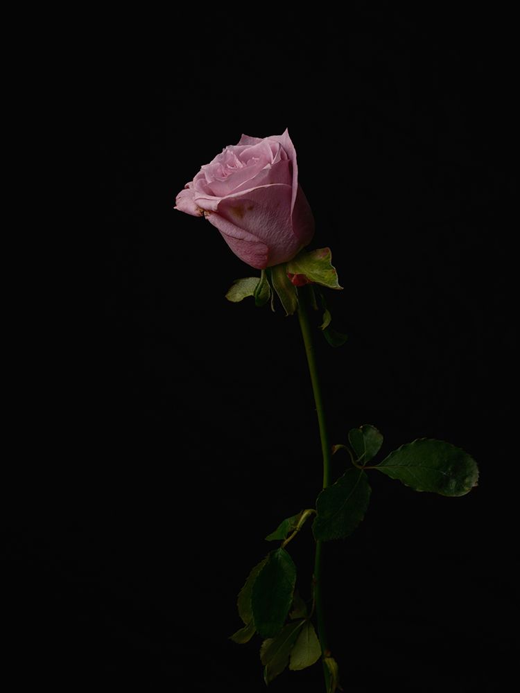 Pink Rose art print by Engin Akyurt for $57.95 CAD