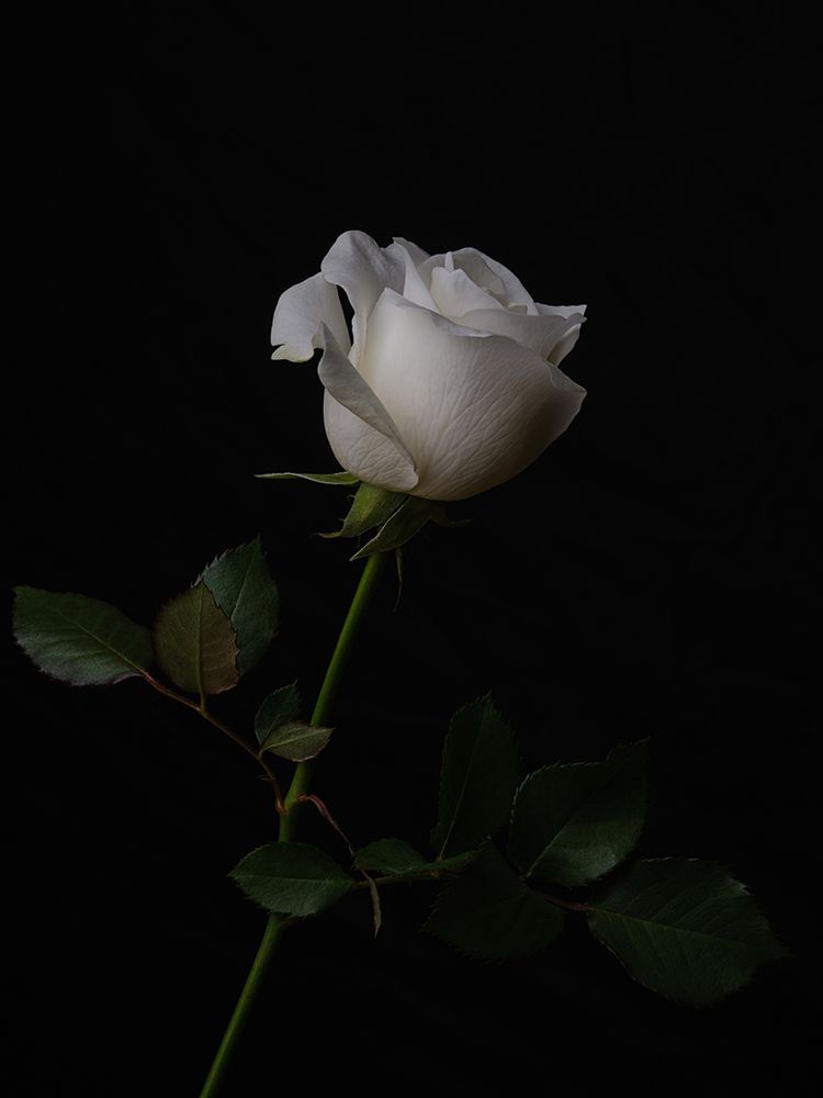 White Rose art print by Engin Akyurt for $57.95 CAD