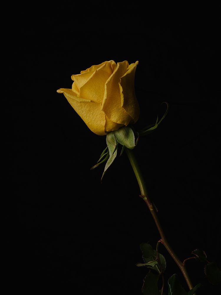Yellow Rose art print by Engin Akyurt for $57.95 CAD