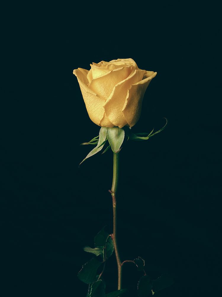 Yellow Rose art print by Engin Akyurt for $57.95 CAD