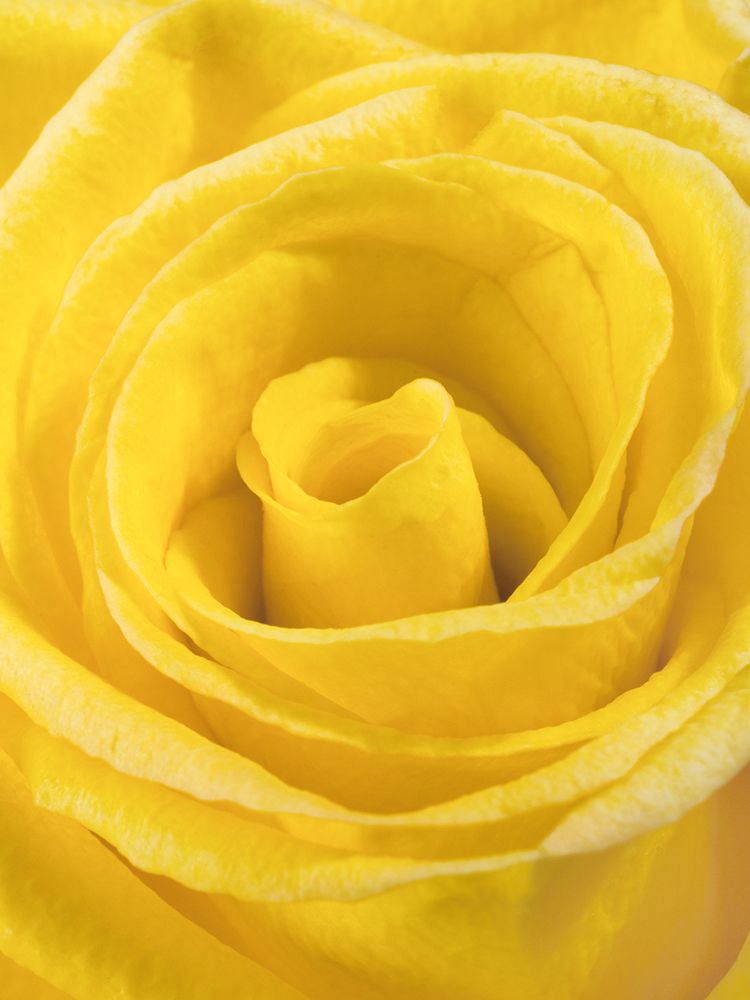Yellow Rose art print by Engin Akyurt for $57.95 CAD