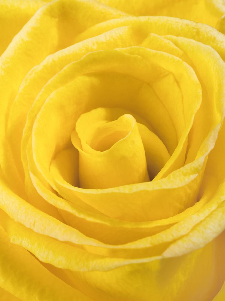 Yellow Rose art print by Engin Akyurt for $57.95 CAD