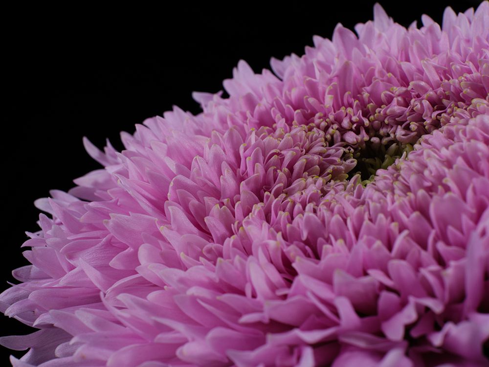 Beautiful Pink Flower art print by Engin Akyurt for $57.95 CAD