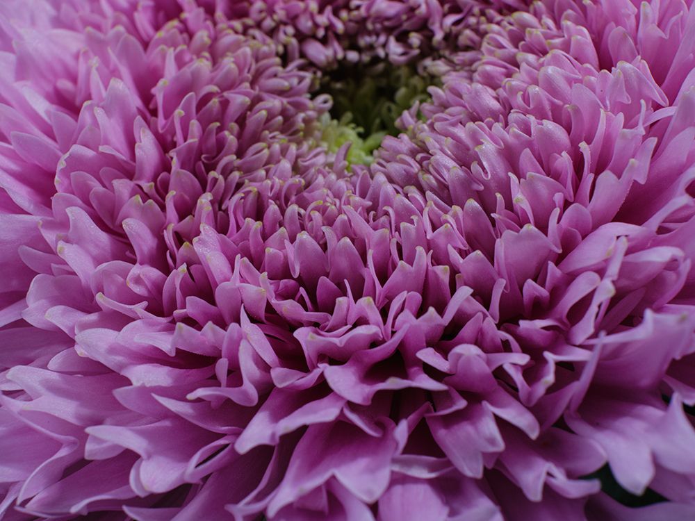 Beautiful Pink Flower art print by Engin Akyurt for $57.95 CAD
