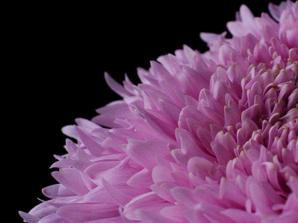 Beautiful Pink Flower art print by Engin Akyurt for $57.95 CAD