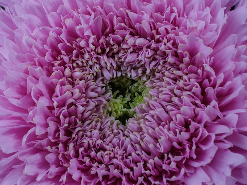 Beautiful Pink Flower art print by Engin Akyurt for $57.95 CAD