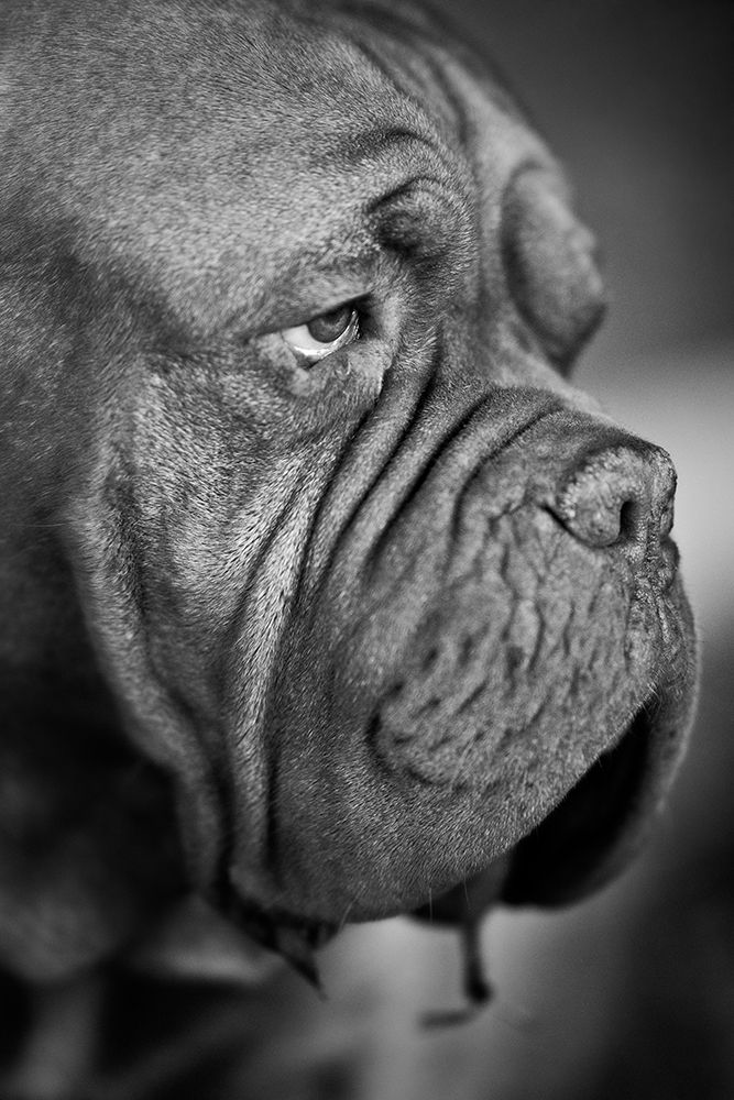 Dog Portrait art print by Engin Akyurt for $57.95 CAD