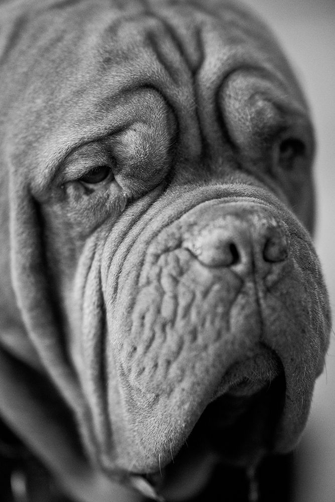 Dog Portrait art print by Engin Akyurt for $57.95 CAD