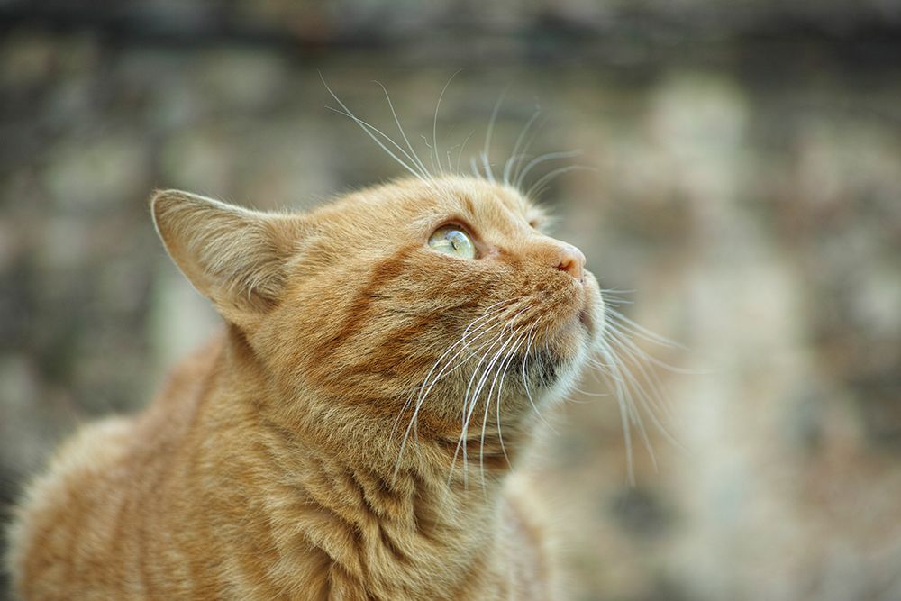 Ginger Cat art print by Engin Akyurt for $57.95 CAD