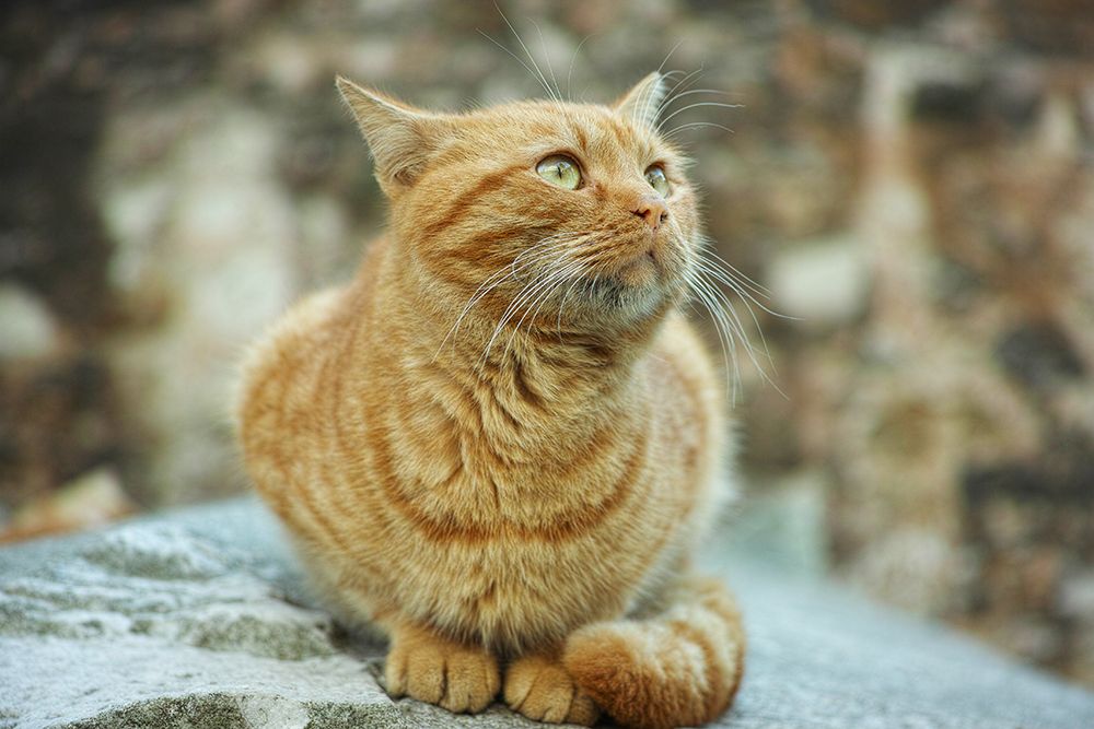 Ginger Cat art print by Engin Akyurt for $57.95 CAD