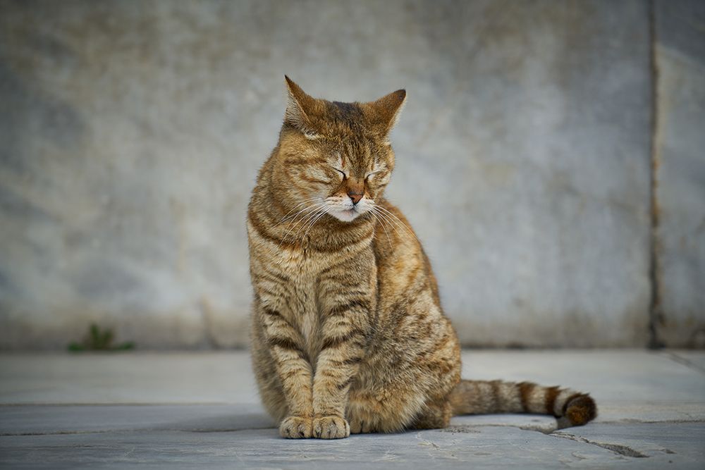 Tabby Cat art print by Engin Akyurt for $57.95 CAD