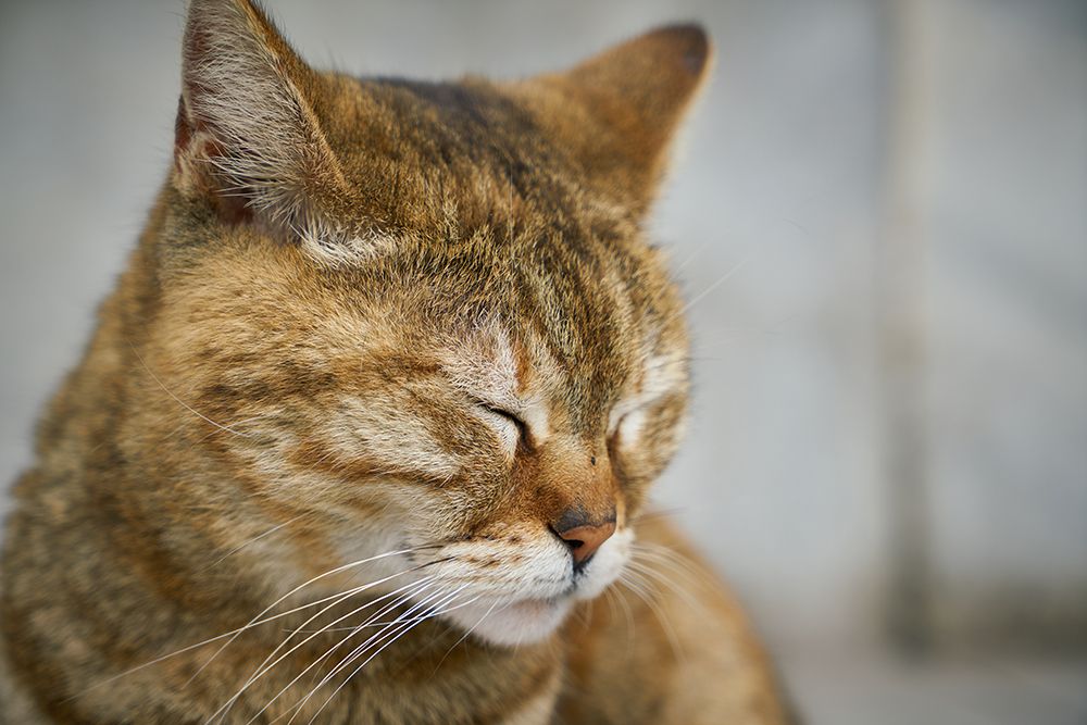 Tabby Cat art print by Engin Akyurt for $57.95 CAD