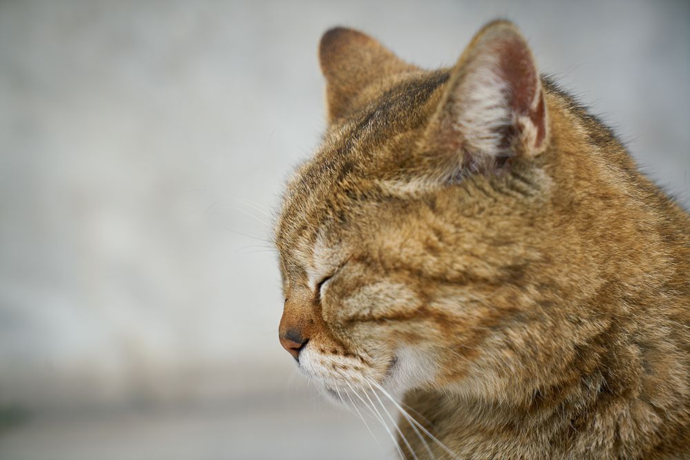 Tabby Cat art print by Engin Akyurt for $57.95 CAD