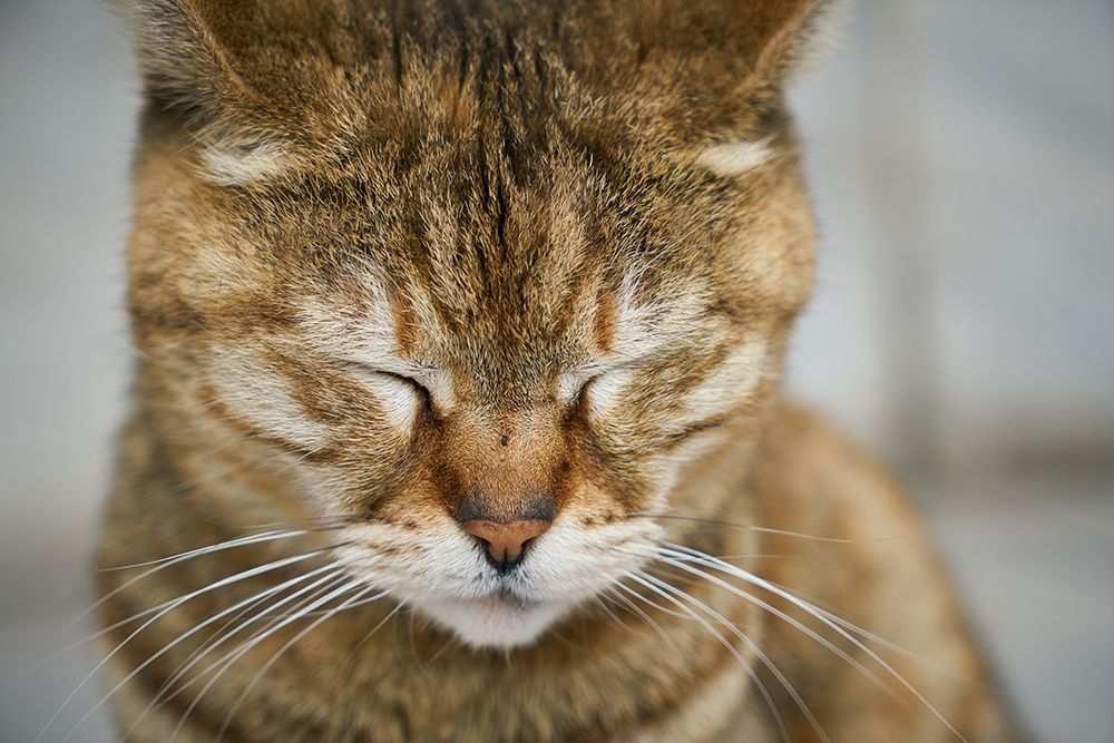 Tabby Cat art print by Engin Akyurt for $57.95 CAD