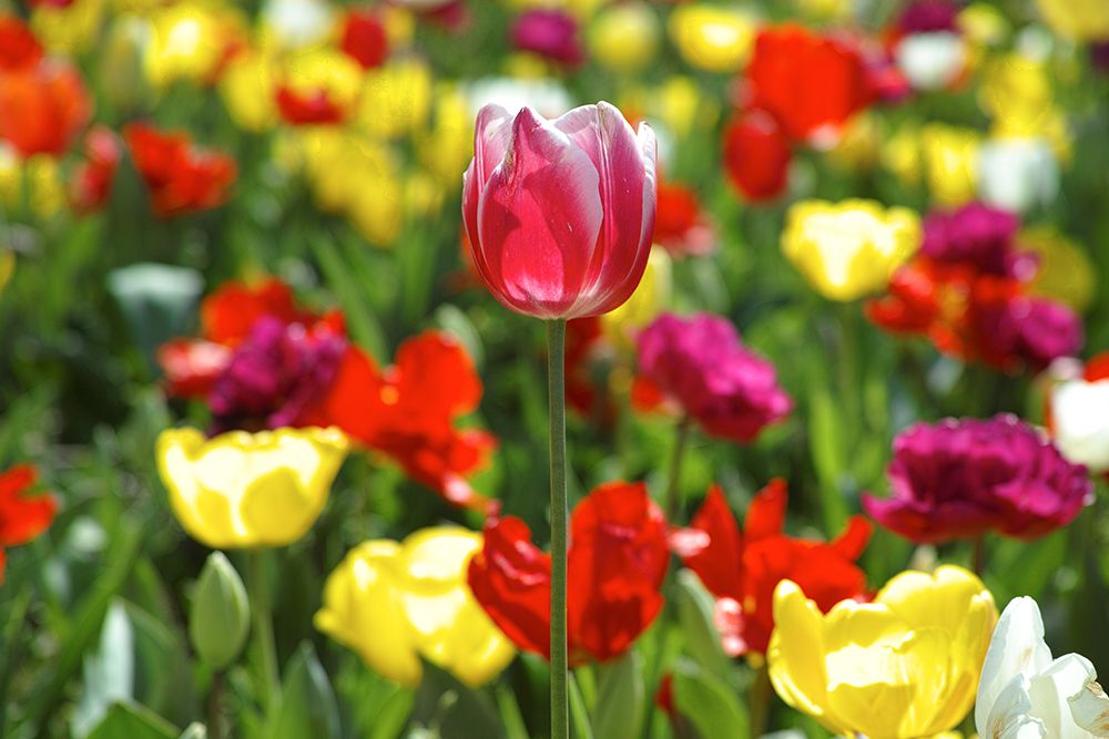 Colorful Tulips art print by Engin Akyurt for $57.95 CAD
