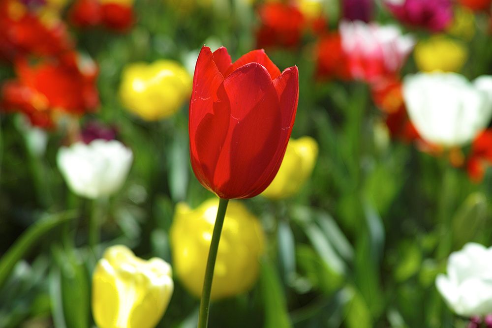 Colorful Tulips art print by Engin Akyurt for $57.95 CAD