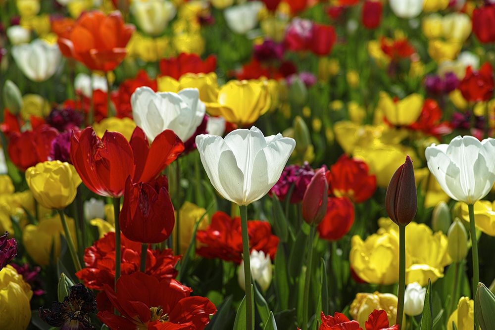Colorful Tulips art print by Engin Akyurt for $57.95 CAD