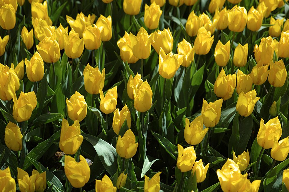 Colorful Tulips art print by Engin Akyurt for $57.95 CAD