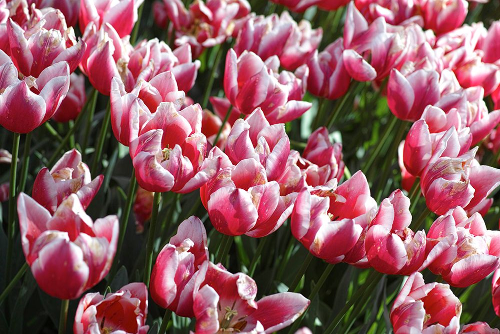 Colorful Tulips art print by Engin Akyurt for $57.95 CAD