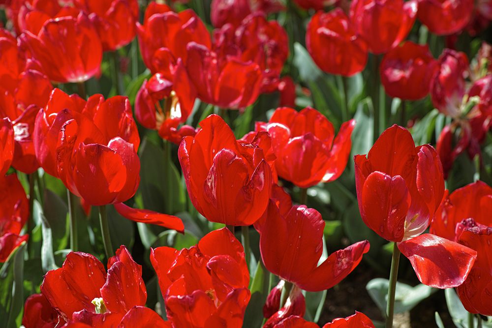 Colorful Tulips art print by Engin Akyurt for $57.95 CAD
