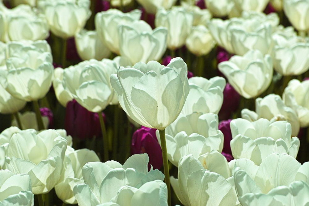 Colorful Tulips art print by Engin Akyurt for $57.95 CAD
