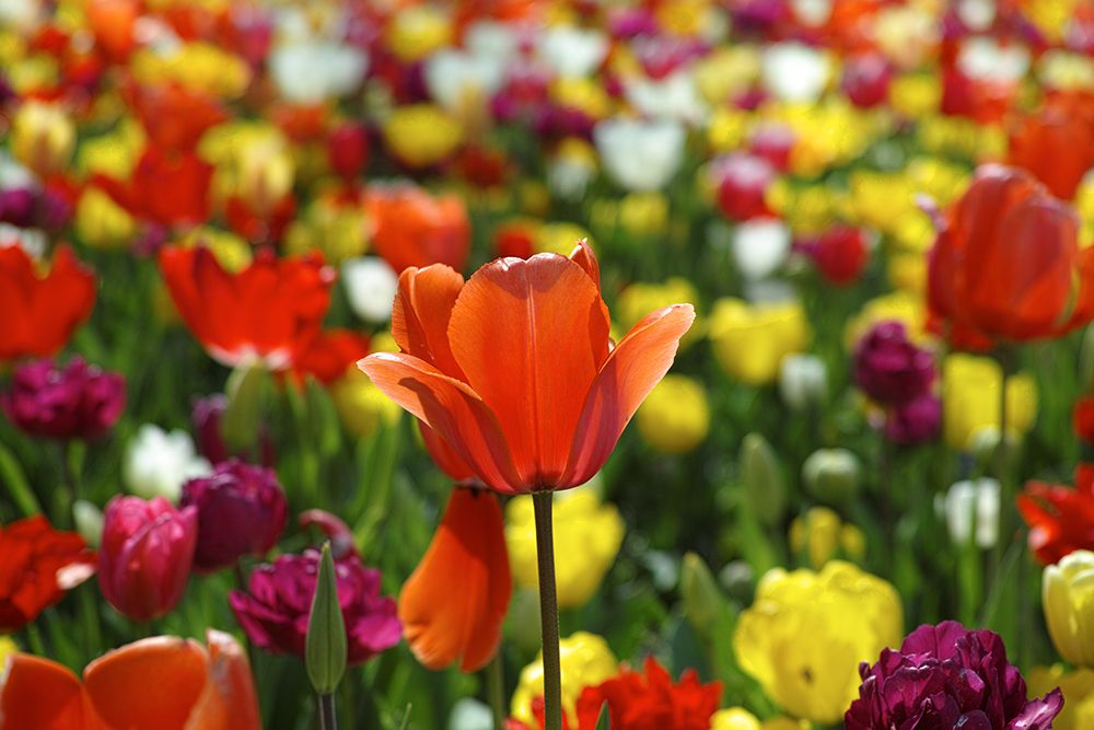 Colorful Tulips art print by Engin Akyurt for $57.95 CAD
