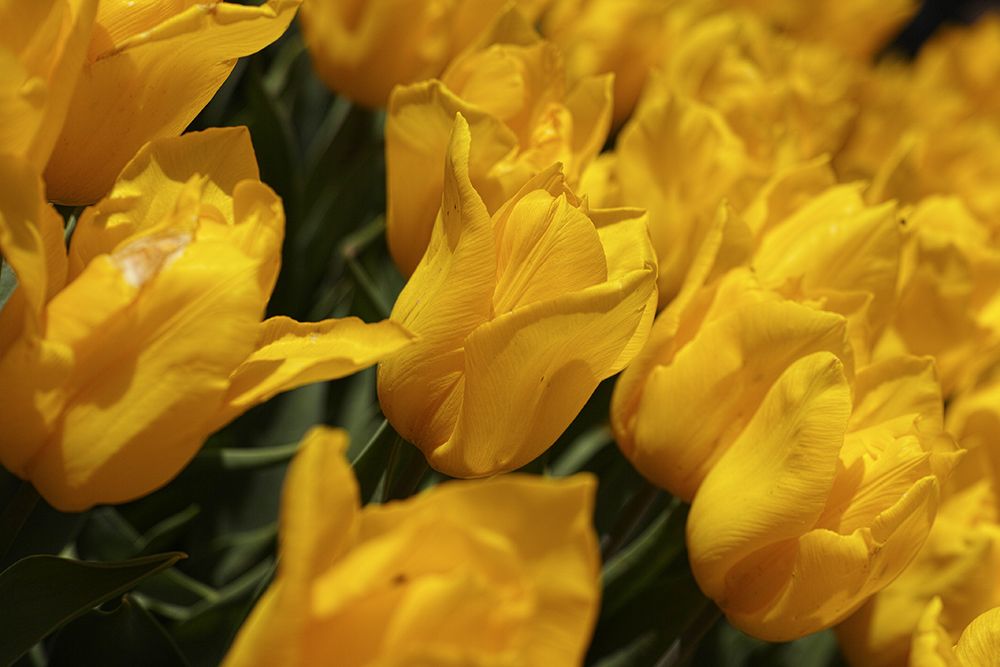 Colorful Tulips art print by Engin Akyurt for $57.95 CAD