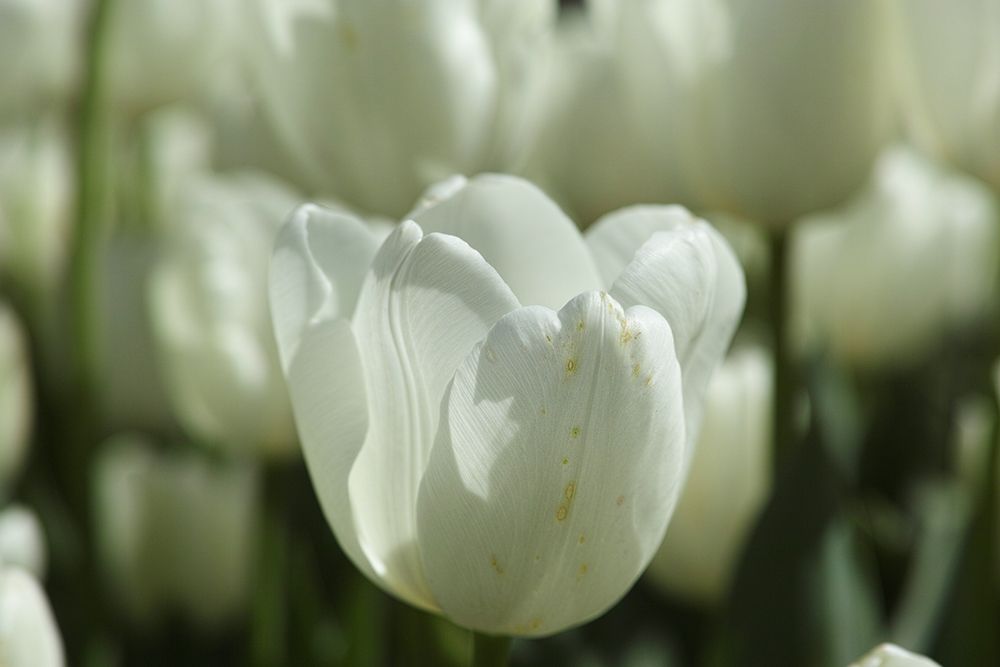 Colorful Tulips art print by Engin Akyurt for $57.95 CAD