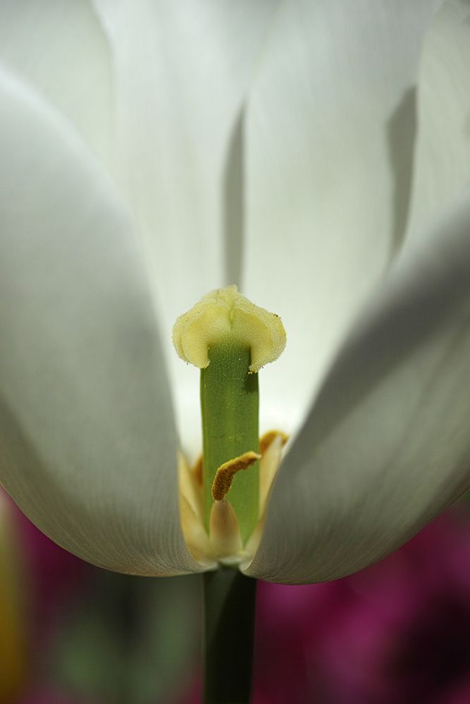 White Tulip Close Up art print by Engin Akyurt for $57.95 CAD