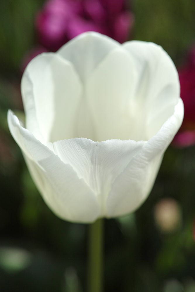 White Tulip Close Up art print by Engin Akyurt for $57.95 CAD