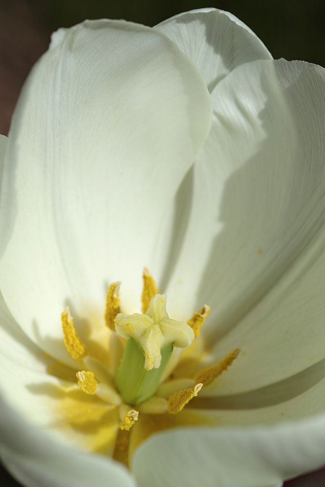 White Tulip Close Up art print by Engin Akyurt for $57.95 CAD
