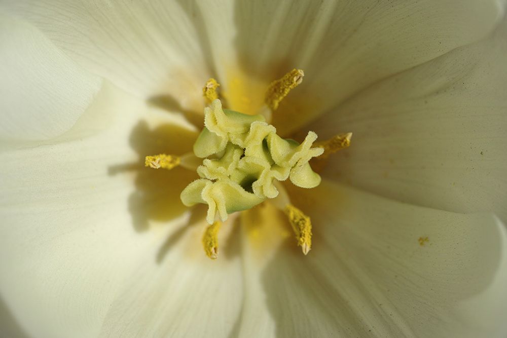 White Tulip Close Up art print by Engin Akyurt for $57.95 CAD