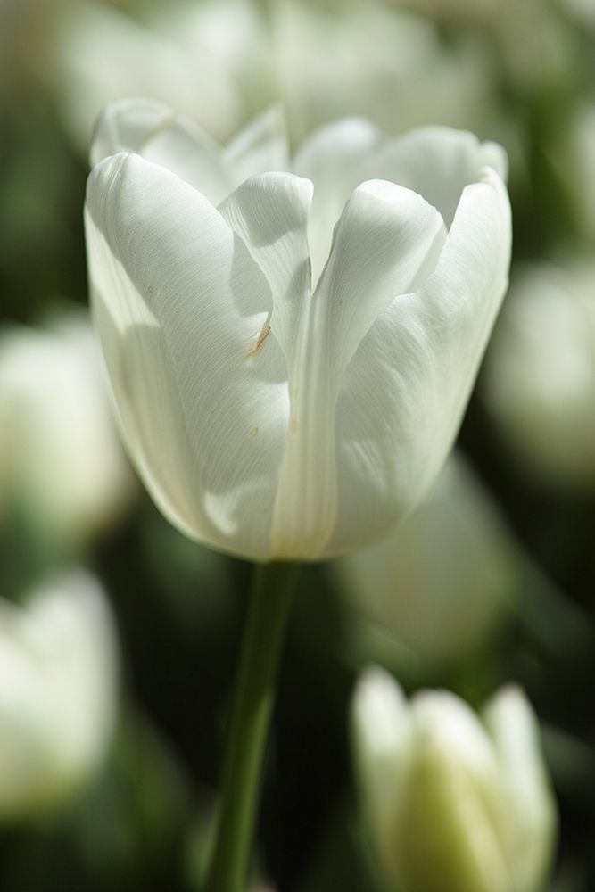 White Tulip Close Up art print by Engin Akyurt for $57.95 CAD