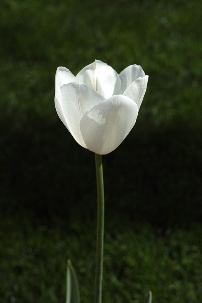 White Tulip Close Up art print by Engin Akyurt for $57.95 CAD