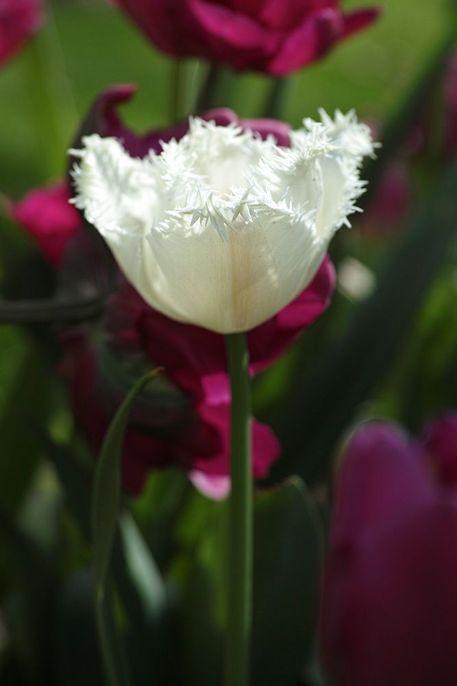 White Tulip Close Up art print by Engin Akyurt for $57.95 CAD