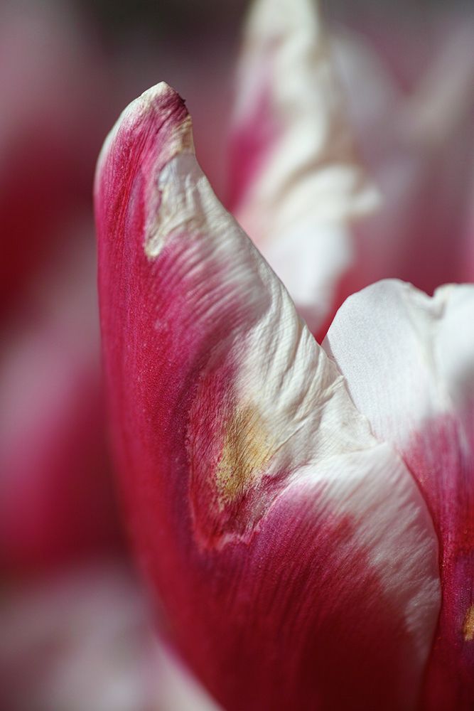 Pink Tulip art print by Engin Akyurt for $57.95 CAD