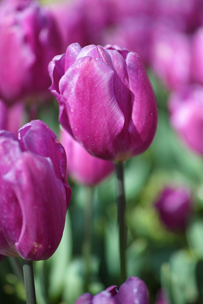 Purple Tulip art print by Engin Akyurt for $57.95 CAD