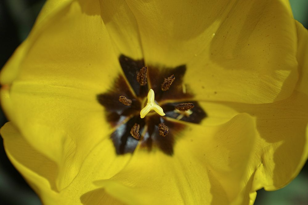 Yellow Tulip art print by Engin Akyurt for $57.95 CAD