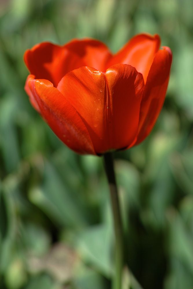 Red Tulip art print by Engin Akyurt for $57.95 CAD