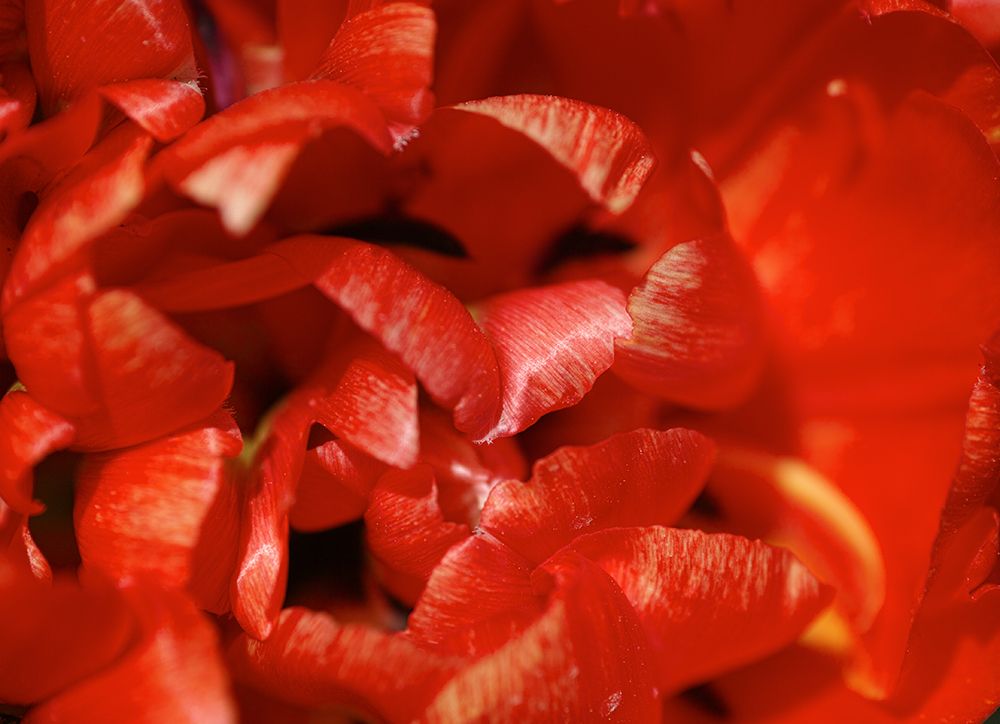 Red Tulip art print by Engin Akyurt for $57.95 CAD