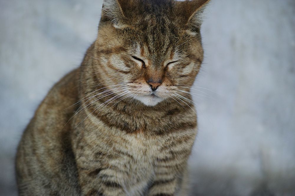 Tabby Cat art print by Engin Akyurt for $57.95 CAD